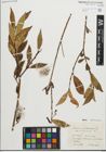 Foto von Salix pentandra L.
